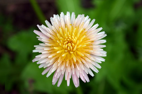 Taraxacum pseudoroseum
